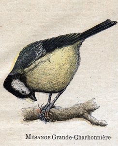 Birds useful for agriculture: Big Chickadee - Coal av Unknown artist