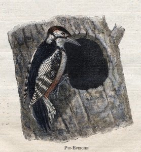 Fugler nyttige for jordbruk: Hakkespett av Unknown artist