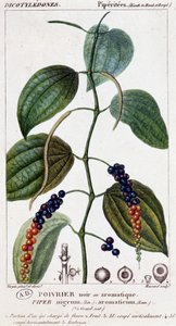 Svart eller aromatisk pepperrett - botanisk bord. 1800-tallet. av Unknown artist