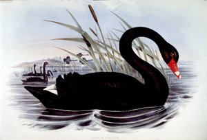 Svart svane (cygnus atratus) - fra J. Gould