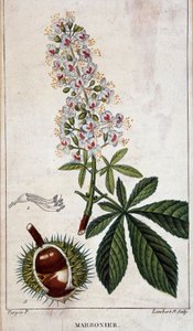 Botanisk bord - Blomster, blader og frukt av kastanjetre av Unknown artist