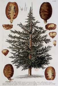 Botanisk bord: Cedar. n.d. 1800-tallet. av Unknown artist