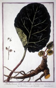 Botanisk bord: Blad og røtter av rabarbra. Herbarium fra 1800-tallet. av Unknown artist