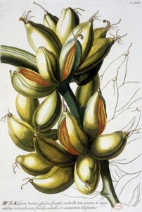 Botanisk bord: bananer. n.d. 1800-tallet. av Unknown artist