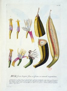 Botanisk bord: blomster og bananskjæring. n.d. 1800-tallet. av Unknown artist