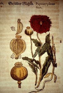 Botanisk bord: valmue. D