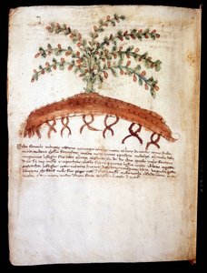 Botanisk tavle som representerer gresset "" feniculo maggiore "". Rimini kommunale bibliotek av Unknown artist