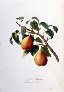 Botanisk bord som representerer pera angelica. 1820 - 1822 av Unknown artist