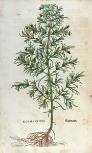 Botanisk bord: rosmarin (rosmarinus). Herbarium of Lheonard Fuchs, "" Historia Stirpium"", Bale av Unknown artist
