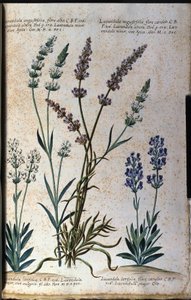 Botanisk bord: ekte lavendel (Lavandula angustifolia) og aspic lavendel (Lavandula latifolia). av Unknown artist