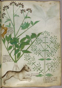 Botanisk illustrasjon av en plante og en ulv. av Unknown artist