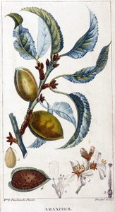 Gren, blomst og frukt av mandeltreet - botanisk bord av Unknown artist