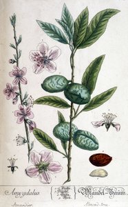 Gren, blomst og frukt av mandeltreet - botanisk bord av Unknown artist