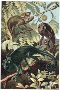 Cameleon - Kameleoner eller kameleoner (familien Chamaeleonidae) - gravering fra "" Brehms dyreliv"" av Alfred Edmund Brehm (1829-1884) av Unknown artist