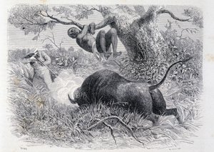 Kaptein Speke jakter bøffel - i "" Tour du Monde"" av Unknown artist