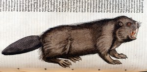 Castor - i "History of Animals" av Conrad Gesner, Tiguri av Unknown artist