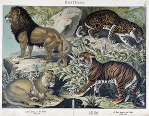 Katter: løve, løvinne, tiger - i "" Natural historier of pattedyr", red. Schreiber av Unknown artist