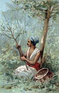 Kanelskall en Ceylon. Kromolitografi på slutten av 1800-tallet. av Unknown artist