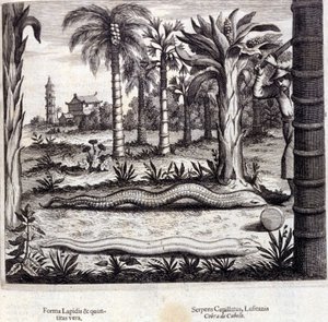 Kobra og giftig slange fra India. "De China Monumenta" av Athanasius Kircher (1601 - 1680), jesuitt, orientalist og tysk lærd, Amsterdam 1667. av Unknown artist