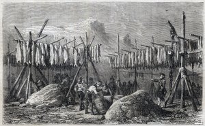 Torsketørking i Fiskerness på Grønland - Torsketørking i Fiskerness på Grønland Gravering fra “” The Illustrous Universe”” 1866 av Unknown artist