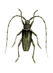 Coleoptera: Cerambyx-helter av Unknown artist
