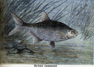 Vanlig Breme. Gravering fra 1897 av Unknown artist