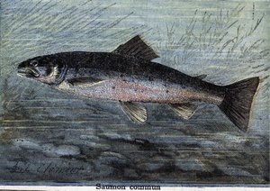 Vanlig laks. Gravering fra 1897 av Unknown artist