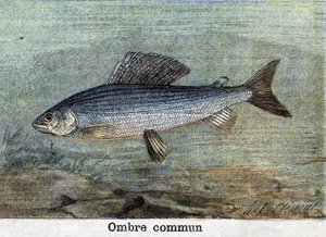 Common Shadow-gravering fra 1898 av Unknown artist