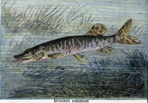 Common pike. Engraving from 1897 av Unknown artist