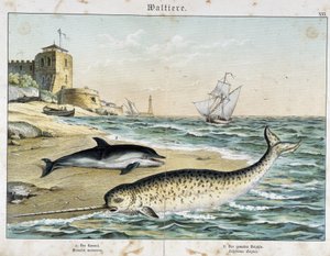 Dauphin og Narwhal (eller Narwhal), en hval - i "" Nature Stories of Pattedyr", red. Schreiber av Unknown artist
