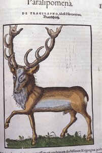 Hjort etter Historia animalium av Konrad Gesner, Tiguri av Unknown artist