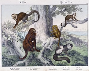 Ulike raser av apekatter - i "" Natural histories of pattedyr", red. Schreiber av Unknown artist