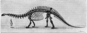 Dinosaurskjelett: "" Brontosaurus excelsus "", mars. Upper Jurassic of the Rocky Mountains. Reproduksjon av tegningen formidlet av Mr. March til Albert Gaudry ved instituttet. Gravering i "" La Nature: revue des sciences et de leurs applications aux av Unknown artist