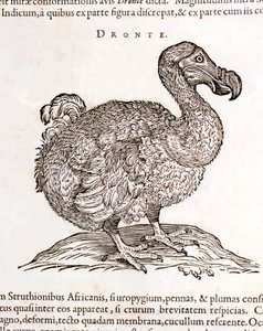 Dodo eller Dronte. Bird forsvant - i "On both natural and medical matters in India" av William Piso, Amsterdam av Unknown artist