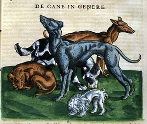 Hunder fra Historia Animalium av Conrad Gesner, Tiguri 1560. Biblioteca Nazionale Braidense. Milan av Unknown artist