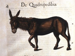 Esel fra Historia Animalium av Conrad Gesner, Tiguri 1560 av Unknown artist