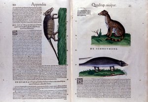Dobbeltside av Historia Animalium av Conrad Gesner (1516 - 1565), Tiguri av Unknown artist