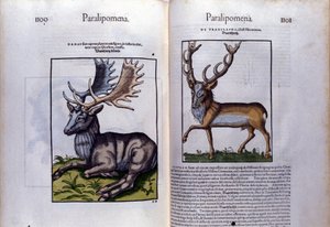 Dobbeltside med hjort i Historia Animalium av Conrad Gesner (1516 - 1565), Tiguri av Unknown artist