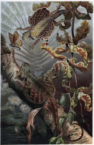 Draco volans, variasjon av arboreal lezard - Draco (slekt) (flygende drager) - gravering fra "" Brehm's Life of Animals"" av Alfred Edmund Brehm (1829-1884) av Unknown artist