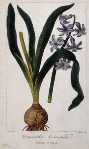 Østlig hyacint (Hyacinthus Orientalia) Botanisk bord av asiatiske planter fra 1800-tallet. av Unknown artist