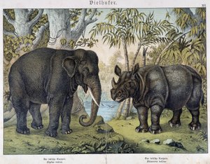 Elefant og neshorn - i "" Natural historier of pattedyr", red. Schreiber, München av Unknown artist