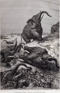 Elefanter som klatrer på bredden av en elv, på grunn av en ekspedisjon til Sentral-Afrika på oppdrag av Sir Samuel White Baker, "Tour du monde" av Unknown artist
