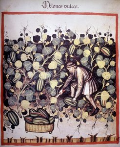Gravering som representerer samlingen av meloner fra "Tacuinum Sanitatis". B.N, Wien. av Unknown artist