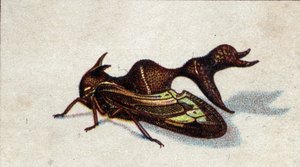 Entomologi: representasjon av en hunnbitende heteronote, insektserie, begynnelsen av 1900-tallet (kromo) av Unknown Artist