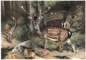 Europeisk semsket skinn - Dåhjorten (Dama dama) - gravering fra "" Brehm's Life of Animals"" av Alfred Edmund Brehm (1829-1884) av Unknown artist