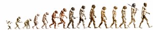Evolusjon: Sammenligning av morfologier fra apen til det nåværende mennesket (ulike hominider). Sluttgravering av 1800-tallet. av Unknown artist