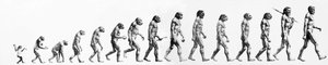 Evolusjon: Sammenligninger av morfologier fra apen til det nåværende mennesket (ulike hominider). Sluttgravering av 1800-tallet. av Unknown artist