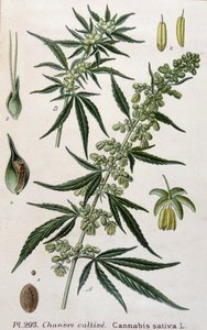 Kvinne cannabisplante. 1800-talls gravering av Unknown artist