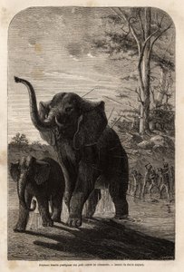 Kvinnelig elefant beskytter ungene sine mot Javeline-jegere fra Zambese. Gravering for å illustrere Dr. Livingstones første reiser til Sør-Afrika fra 1840 til 1856, i «Le tour du monde, nouveau journal des voyages»» publisert under ledelse av Edouar av Unknown artist