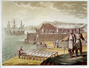 Fiske og tørke torsk i Newfoundland. (Gravering av Unknown artist
